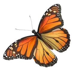 Imagen PNG para descargar